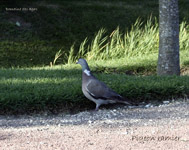 Pigeon ramier_0078.jpg